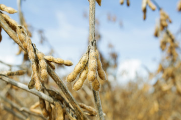 Soja. Grãos. safra agro lavoura agricultura
