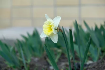 Raamstickers Spring flowering. Daffodil flower in grass. Slovakia © Valeria