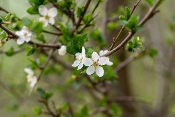 Spring tree flowering. White blooming tree. Slovakia