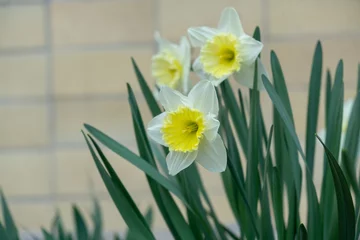 Deurstickers Spring flowering. Daffodil flower in grass. Slovakia © Valeria