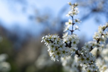 Spring tree flowering. White blooming tree. Slovakia