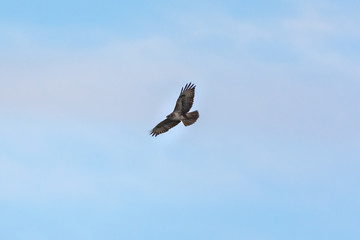 Osprey circling in the sky in search of prey