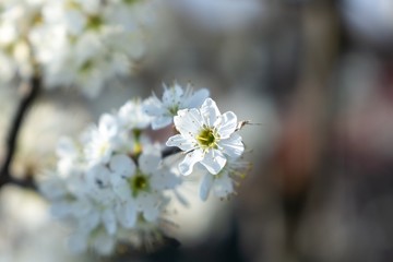 Spring tree flowering. White blooming tree. Slovakia