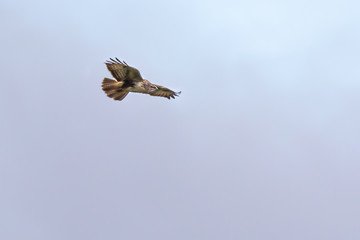 Osprey circling in the sky in search of prey