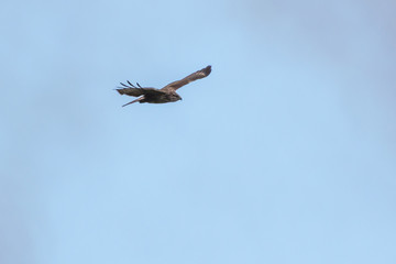 Osprey circling in the sky in search of prey