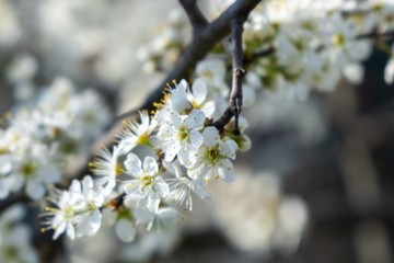 Spring tree flowering. White blooming tree. Slovakia