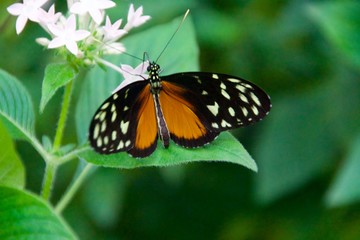 Fototapeta na wymiar Schmetterlinge auf Blüten und Blättern