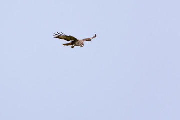 Osprey circling in the sky in search of prey