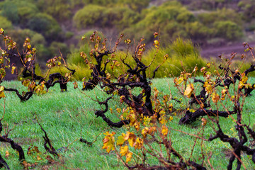 view of the vineyard trees with black trunks and bright orange leaves grow among green grass in the highlands