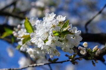 Spring tree flowering. White blooming tree. Slovakia