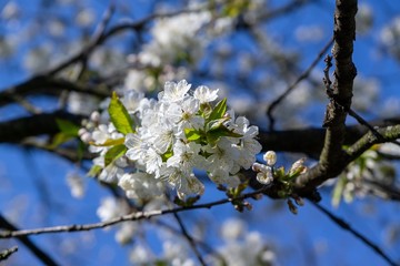 Spring tree flowering. White blooming tree. Slovakia