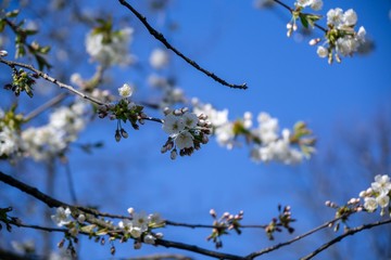Spring tree flowering. White blooming tree. Slovakia