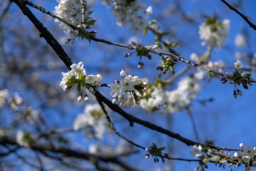 Spring tree flowering. White blooming tree. Slovakia