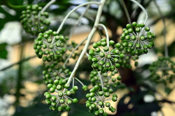 Knospen an einer Zimmeraralie