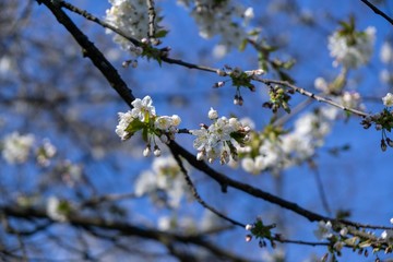 Spring tree flowering. White blooming tree. Slovakia