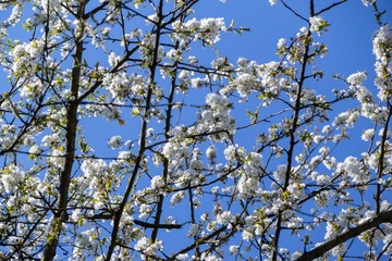 Spring tree flowering. White blooming tree. Slovakia