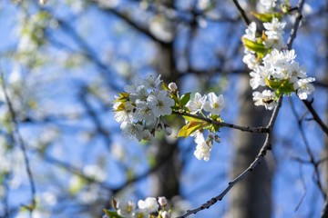 Spring tree flowering. White blooming tree. Slovakia