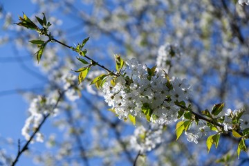 Spring tree flowering. White blooming tree. Slovakia