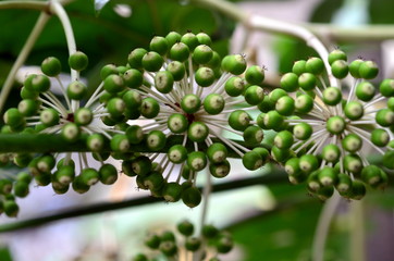 Knospen an einer Zimmeraralie