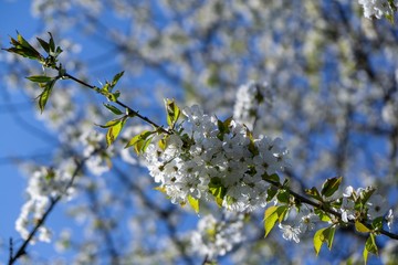 Spring tree flowering. White blooming tree. Slovakia