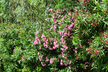 Pink blooming Nerium oleander in the garden.