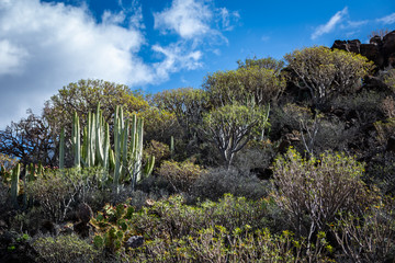 Cactus and succulent desert in the highlands in the south. White clouds in the blue sky