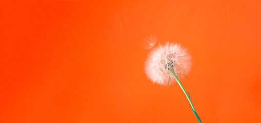 Trendy Floral Style. Creative colorful background with white inflorescences Dandelion. Trendy colors in 2020. Close-up, copy space