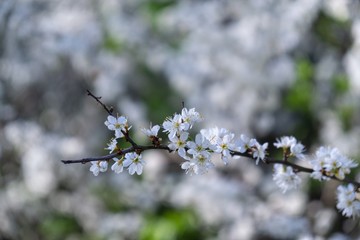 Spring tree flowering. White blooming tree. Slovakia