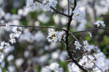 Spring tree flowering. White blooming tree. Slovakia