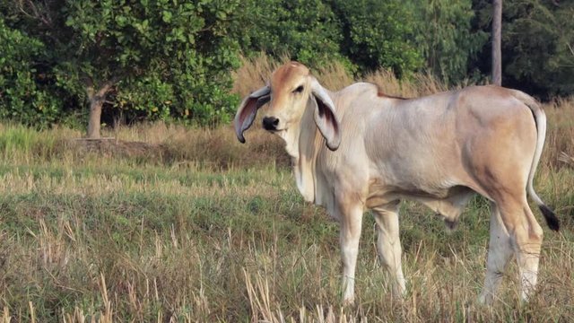 A young white calf from a thai brahmin breed , a popular cow in thailand, standing in the field and walking away.