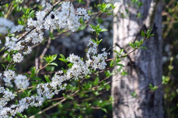 Spring tree flowering. White blooming tree. Slovakia