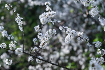 Spring tree flowering. White blooming tree. Slovakia