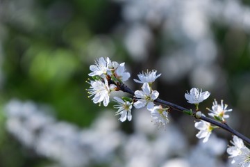Spring tree flowering. White blooming tree. Slovakia