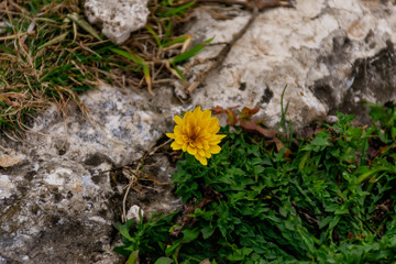 A close-up centered shot of a Hyoseris radiata yellow wildflower in the low French Alps