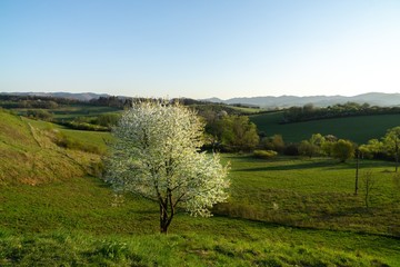 Fototapeta na wymiar Spring tree flowering. White blooming tree. Slovakia