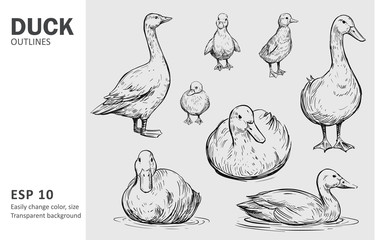Outline ducks with ducklings. Hand drawn sketch converted to vector.  © aksol