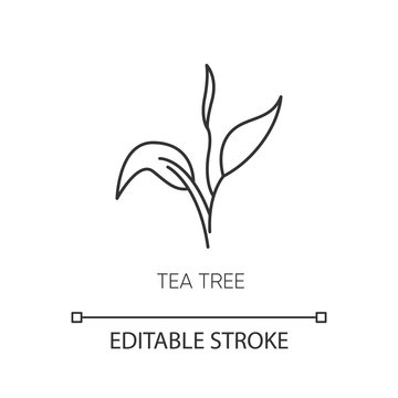 Tea tree pixel perfect linear icon. Skincare product component. Organic beauty. Herbal moisture. Thin line customizable illustration. Contour symbol. Vector isolated outline drawing. Editable stroke