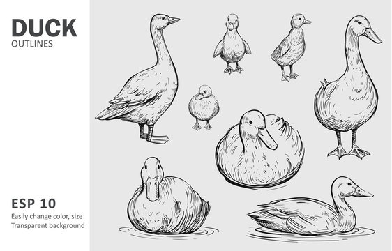 Outline ducks with ducklings. Hand drawn sketch converted to vector. 