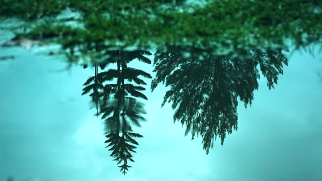 Arboles enfocados en el reflejo del agua con tonos azules y verdes remitiendo a una sensaci&oacute;n nost&aacute;lgica.