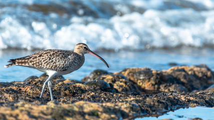 Eurasian Whimbrel is on the sea shore among stones looking for food. Wild bird with long beak in natural habitats