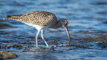 Eurasian Whimbrel is on the sea shore among stones looking for food. Wild bird with long beak in natural habitats