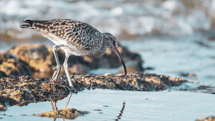 Eurasian Whimbrel is on the sea shore among stones looking for food. Wild bird with long beak in natural habitats