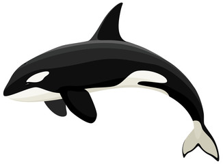 Vector illustration of an orca (killer whale). - obrazy, fototapety, plakaty