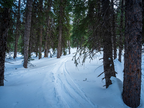 ski path in forest