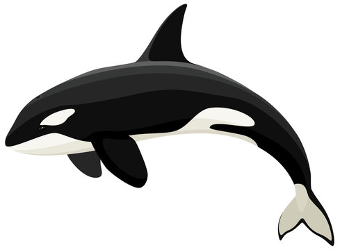 Vector illustration of an orca (killer whale).