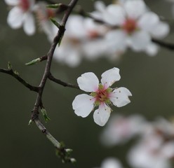 macro de fleur