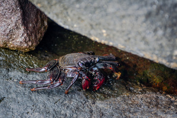 Wild red crab hiding in among the stones