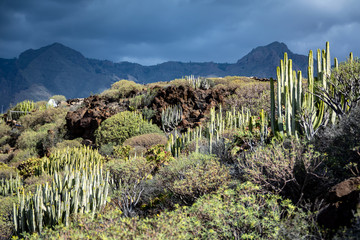 Cactus and succulent desert in the highlands in the south. White clouds in the blue sky