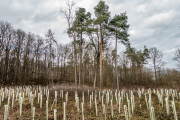 Wiederaufforstung im Mischwald