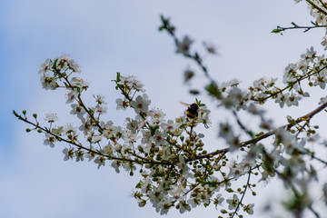 A large honey bee feeding on nectar pollinating blooming flowers of Prunus spinosa (blackthorn / sloe)